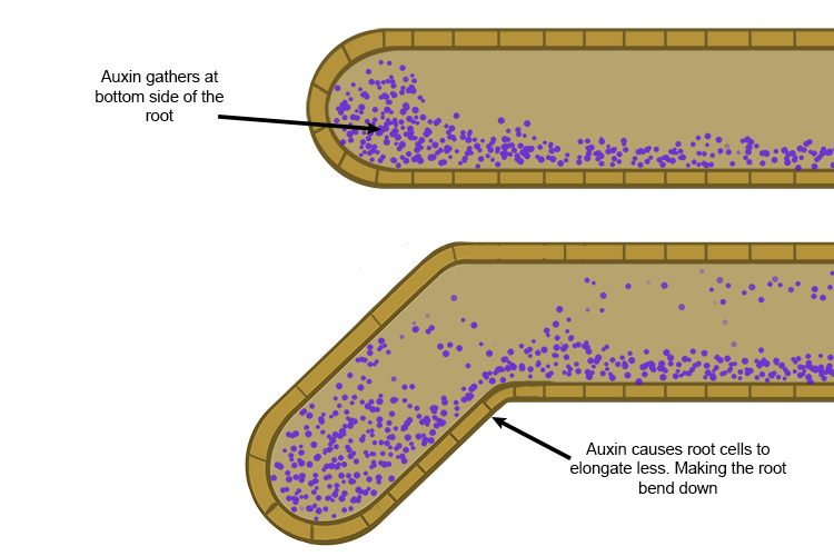 Auxin causes root cells to elongate less but makes the roots bend down towards nutrients